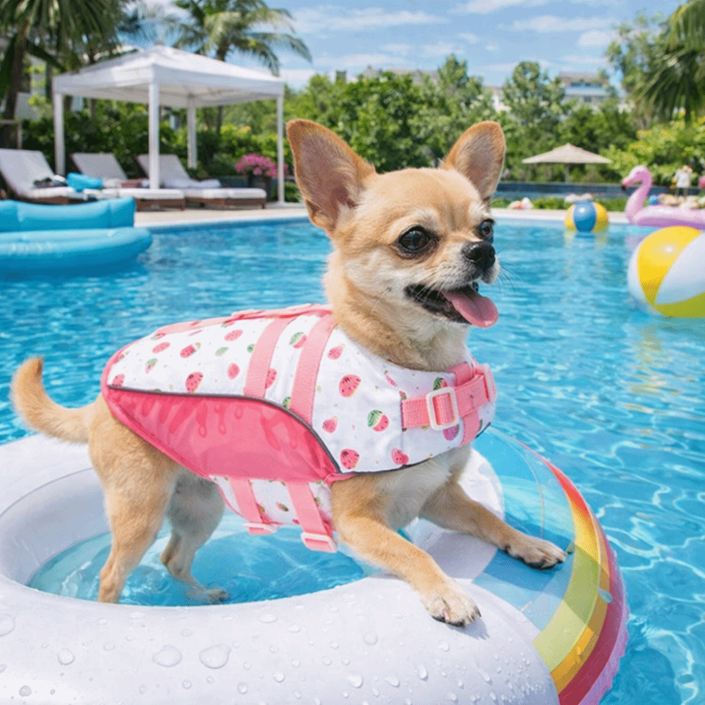 Giubbotto di Salvataggio Regol - Dog Life Jacket recensione e prezzo