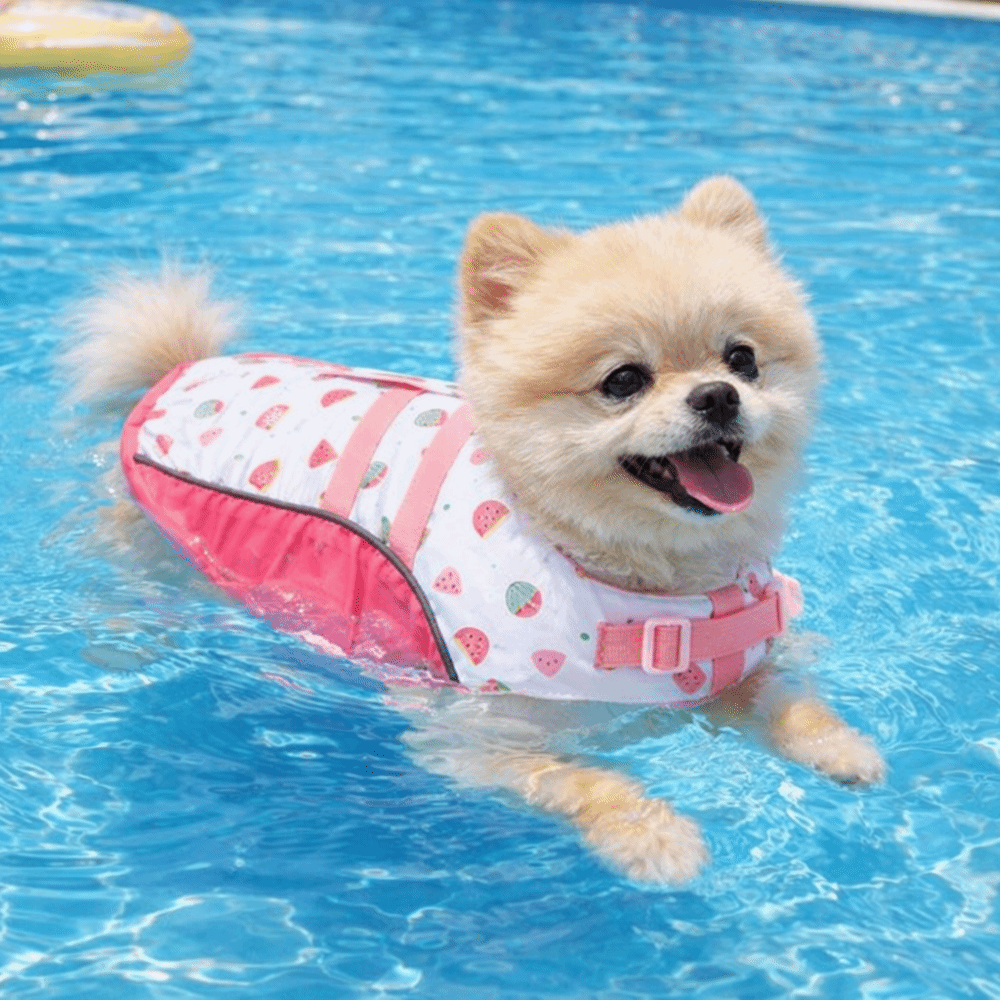 Giubbotto di Salvataggio Regol - Dog Life Jacket recensione e prezzo